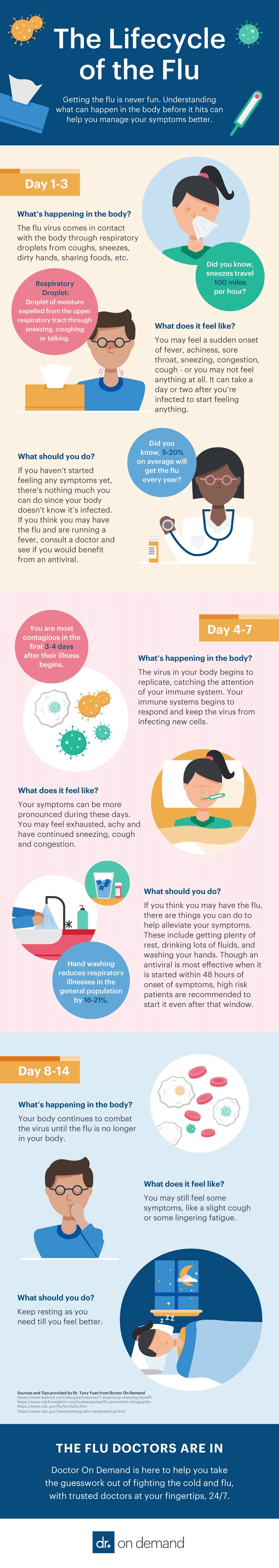 Lifecycle of the Flu
